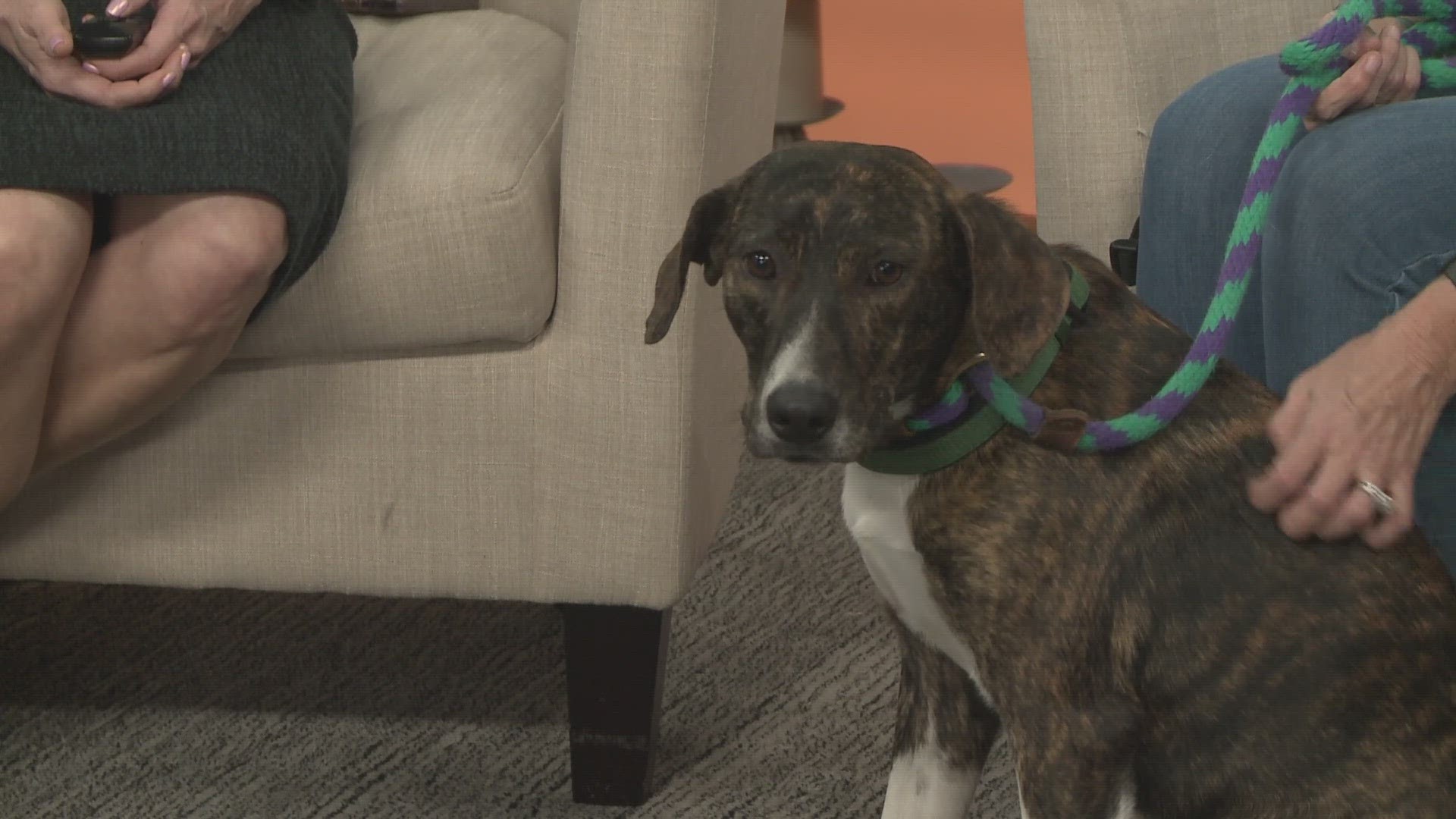 April Peiffer with the Williamson County Regional Animal Shelter brought Emilio to hang out with the KVUE Midday crew for this Pet of the Week segment.