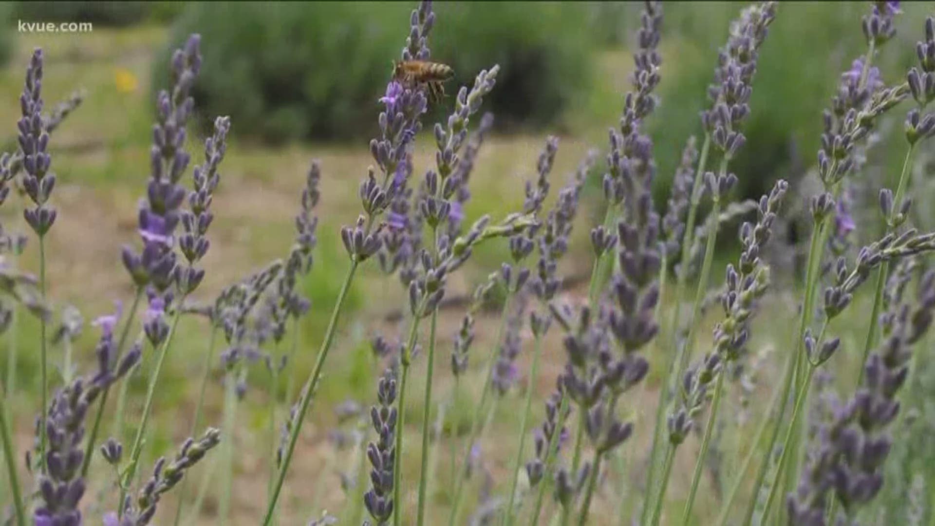 Blanco Lavender Festival celebrates 15 years