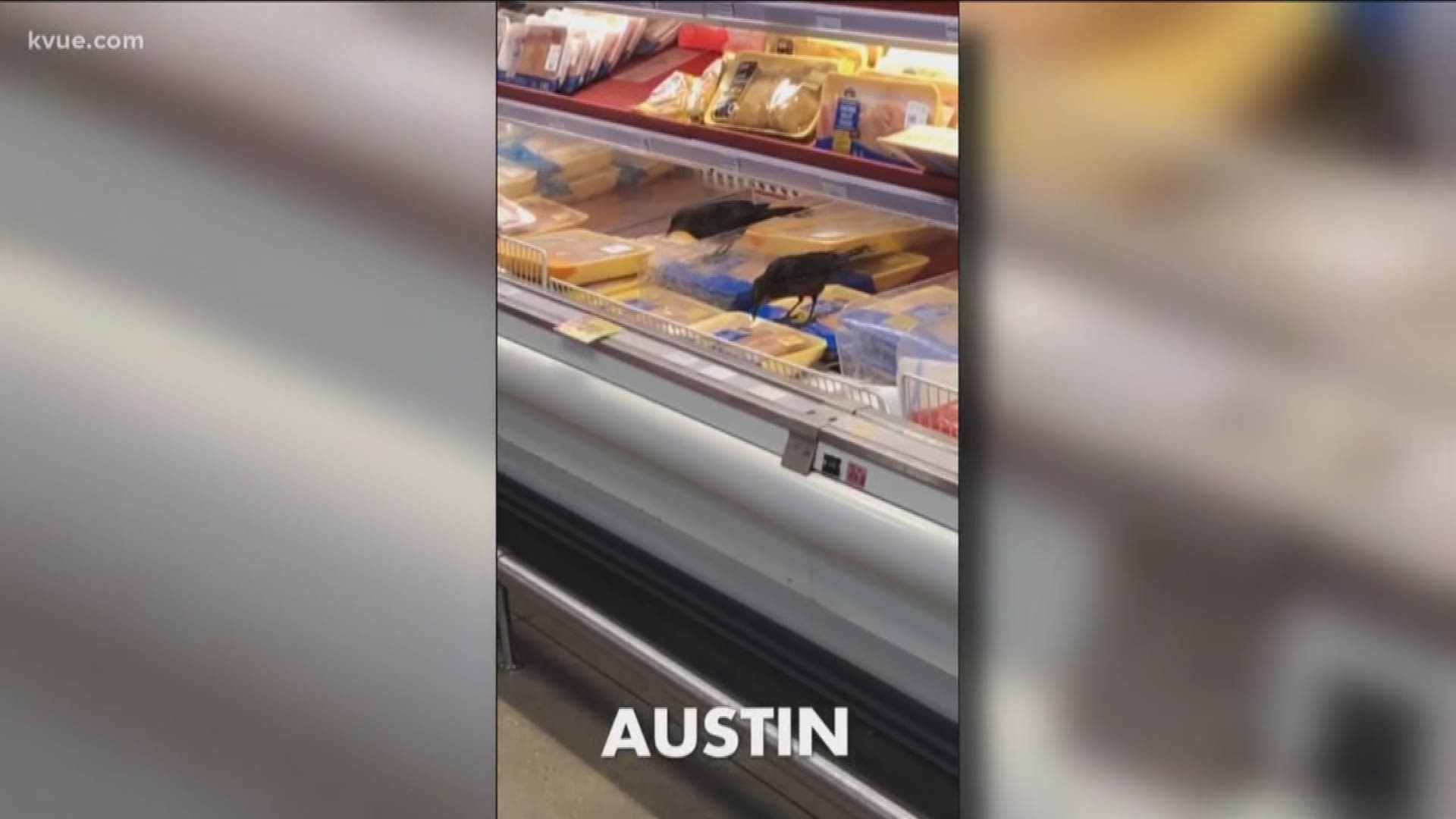 Grackles were spotted on camera pecking at meat at the Hancock Center H-E-B.