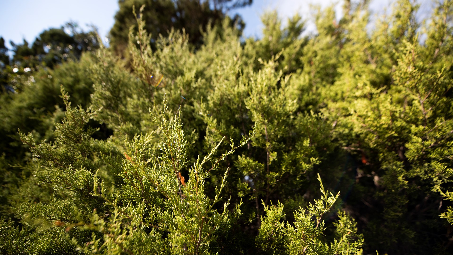 Senate Bill 1927 would stop cities and counties from prohibiting property owners from removing ashe juniper trees, which produce cedar pollen.