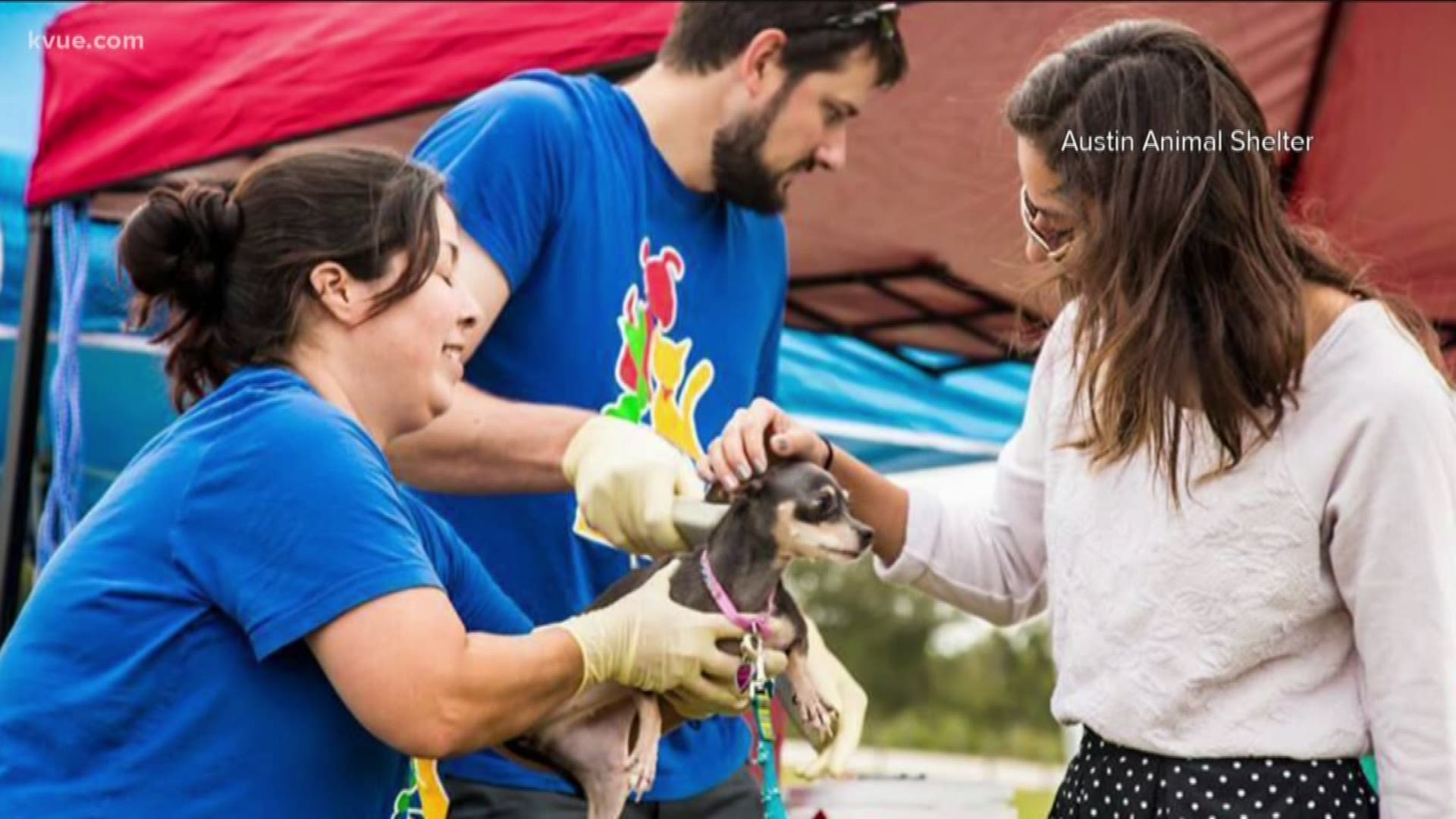 The Austin Animal Center is offering free rabies vaccines and microchips to cats and dogs Saturday morning at Richard Moya Park.