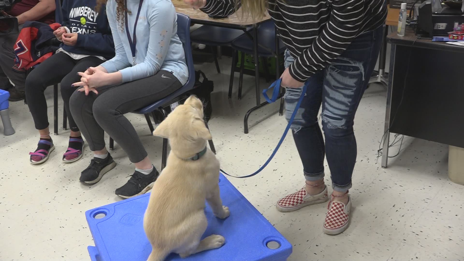 Wimberley High School has a unique spring semester program that is giving students the chance to train puppies to eventually become diabetic alert dogs