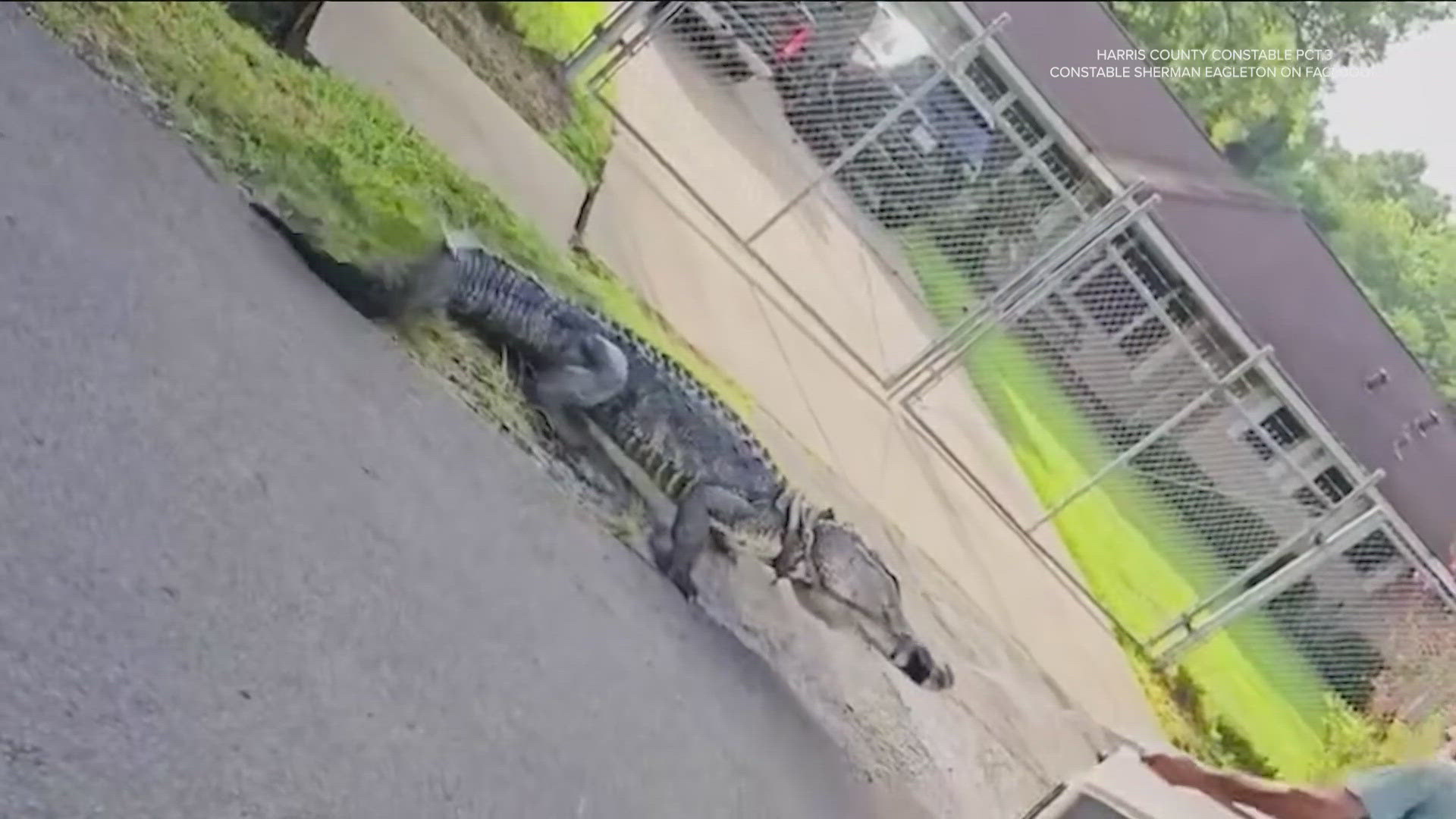 Deputies were able to relocate the gator after it was seen in the Texas yard. 
