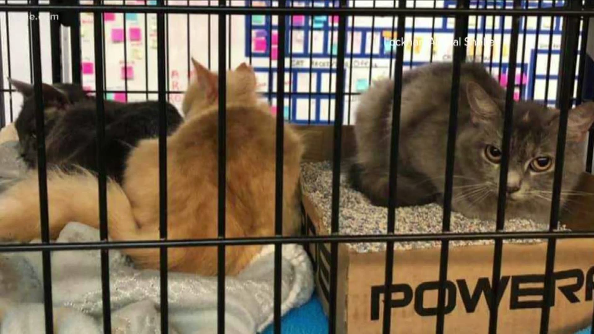 Eighty cats were seized from one house.
