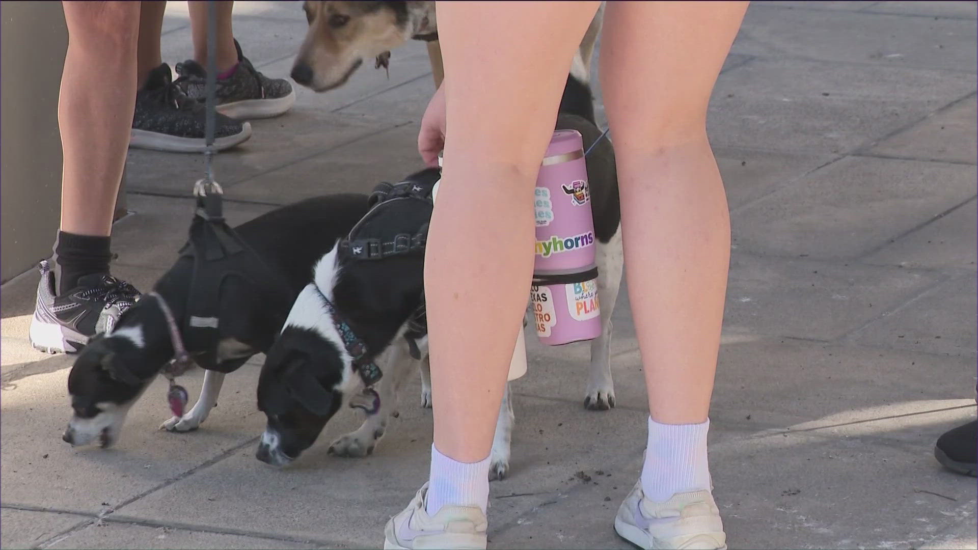 Landmarks, the public art program at UT Austin, held its annual public art dog walk and adoption event. It partnered with Blue Dog Rescue for the walk.