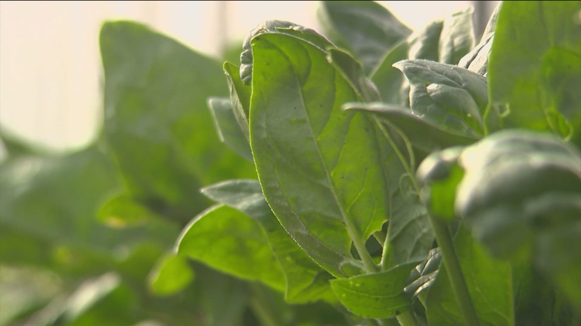 City of Austin and Travis County leaders are moving forward with a massive plan aimed at reducing food insecurity.