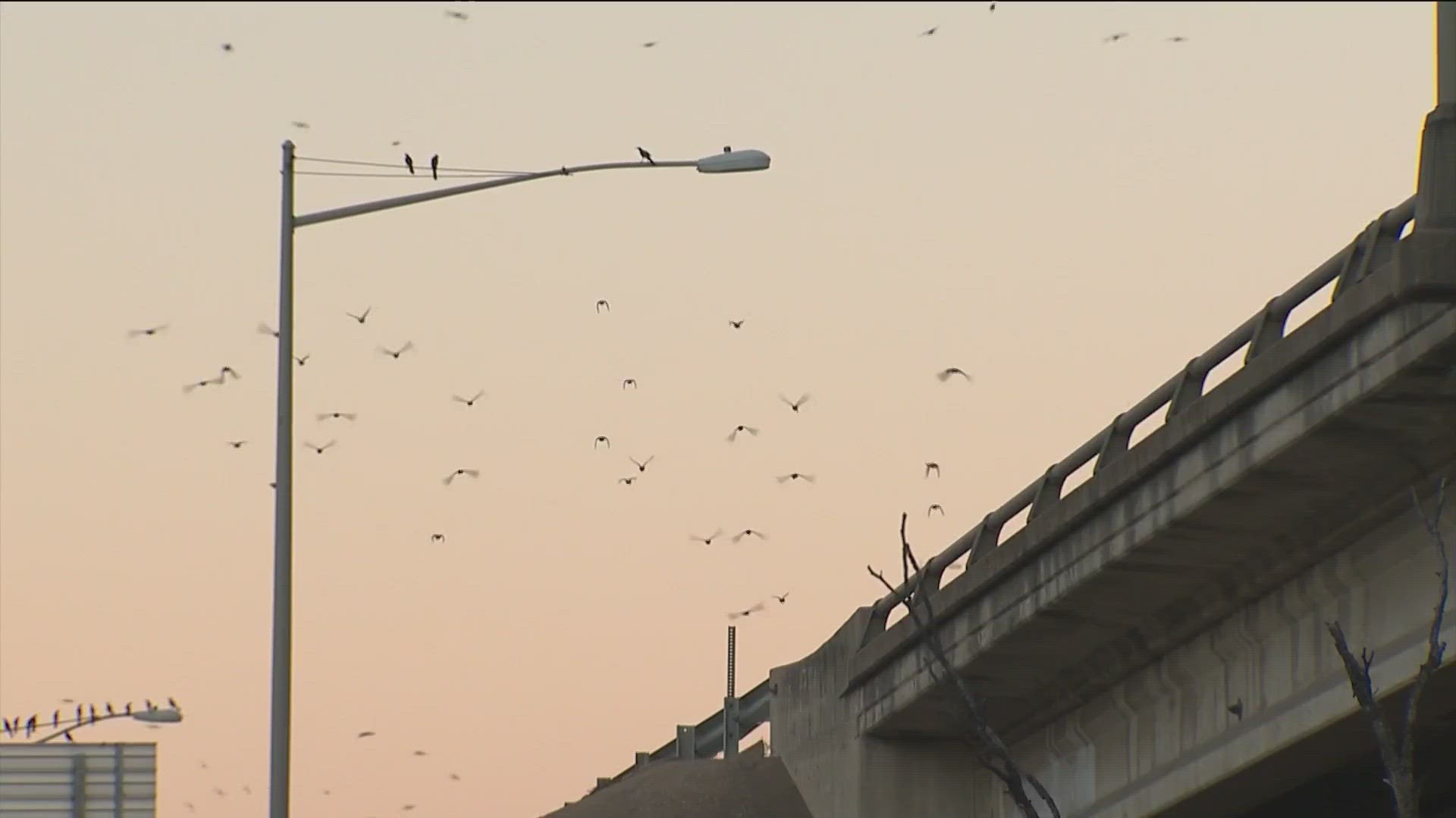 The Parks and Recreation Department announced the city has earned a "bird city" designation from Texas Parks and Wildlife.