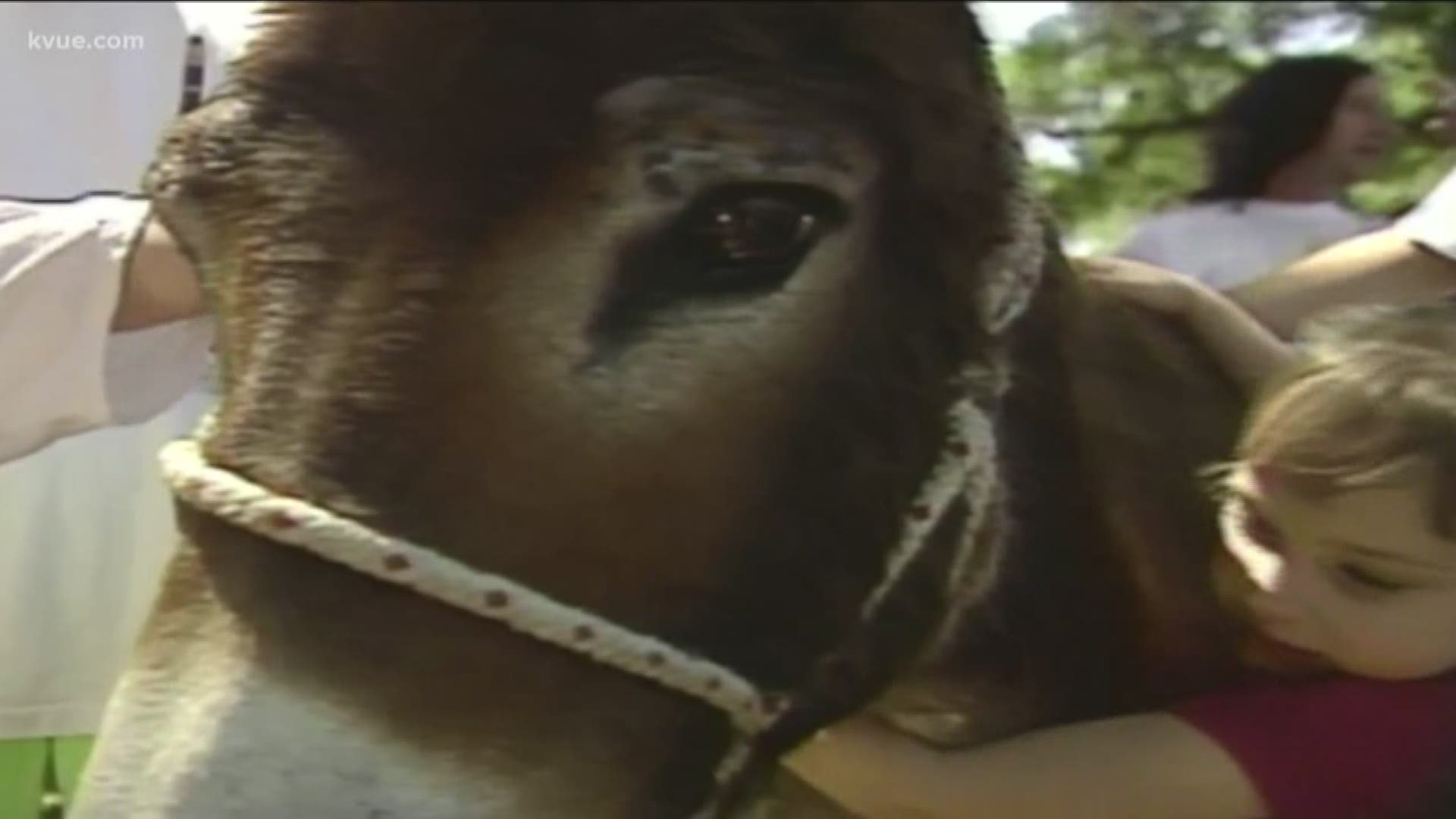 Eeyore's Birthday: A 57-year Austin tradition that honors a sad little  donkey 