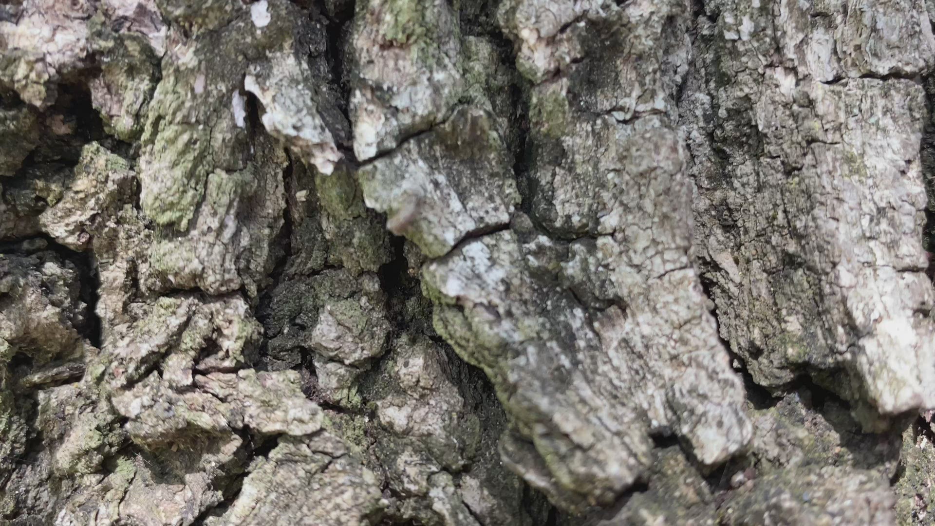 KVUE viewers are sharing photos and videos of their caterpillar sightings.