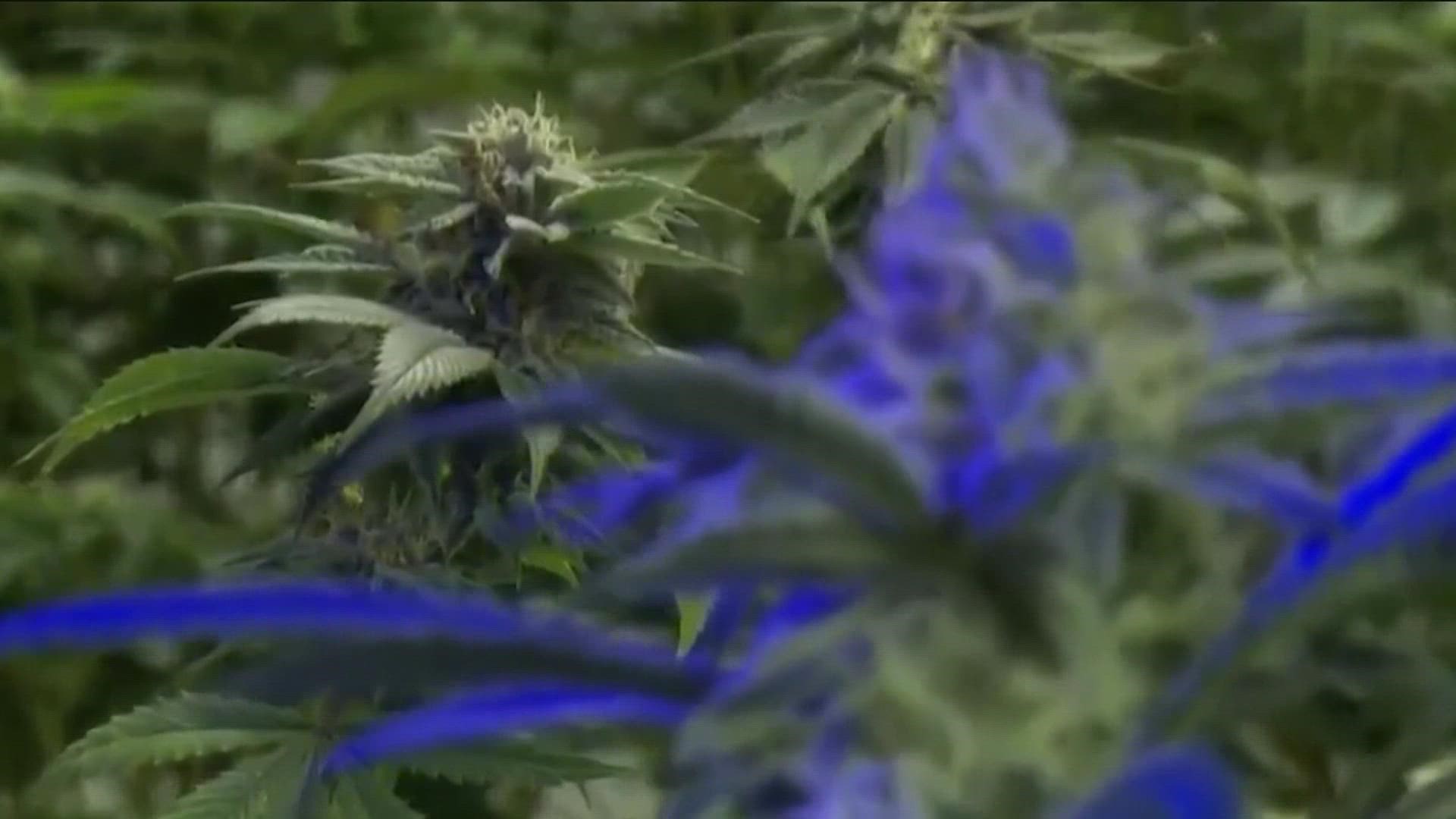 The City of San Marcos is a step closer to putting a marijuana measure on the November ballot.