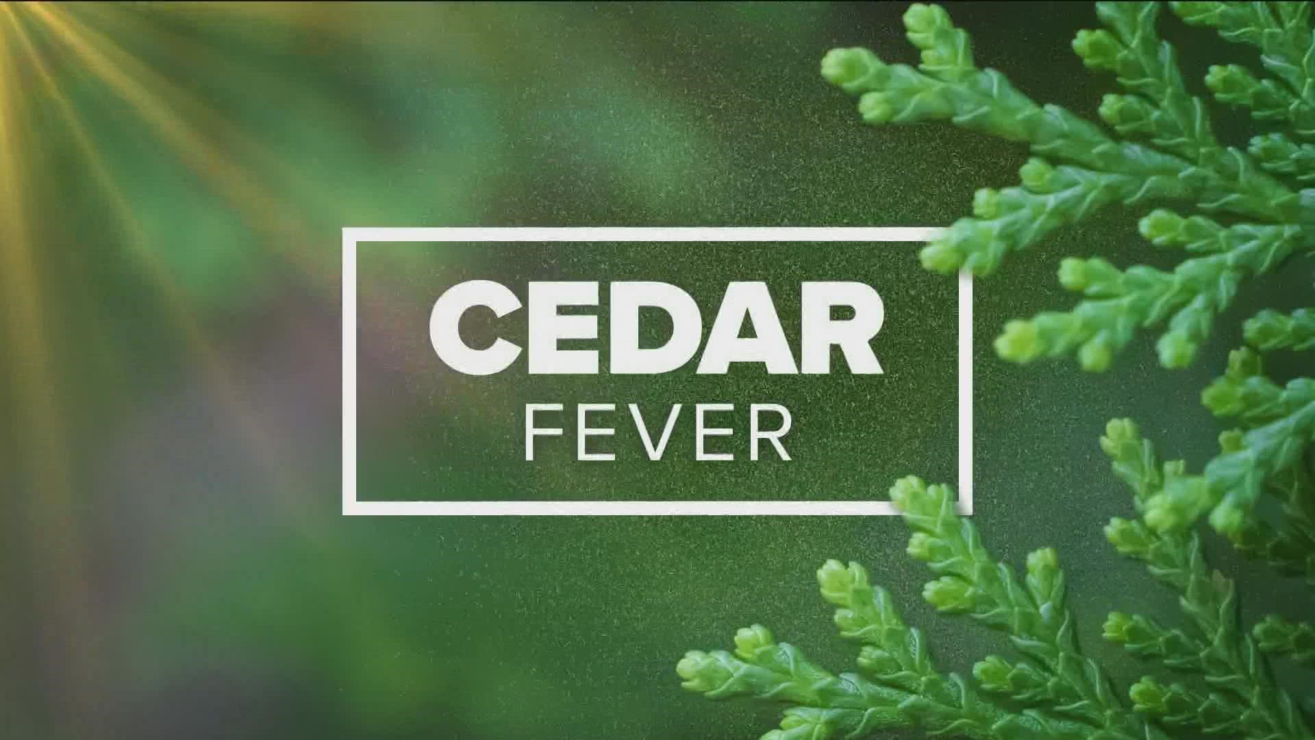 The season of cedar fever is in full swing this week. Here are some tips to help minimize its impacts.