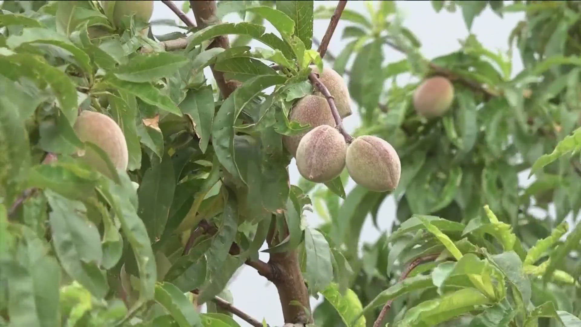 Farmers in Fredericksburg and across the Hill Country are expecting this year's harvest to be ready in a month or so.