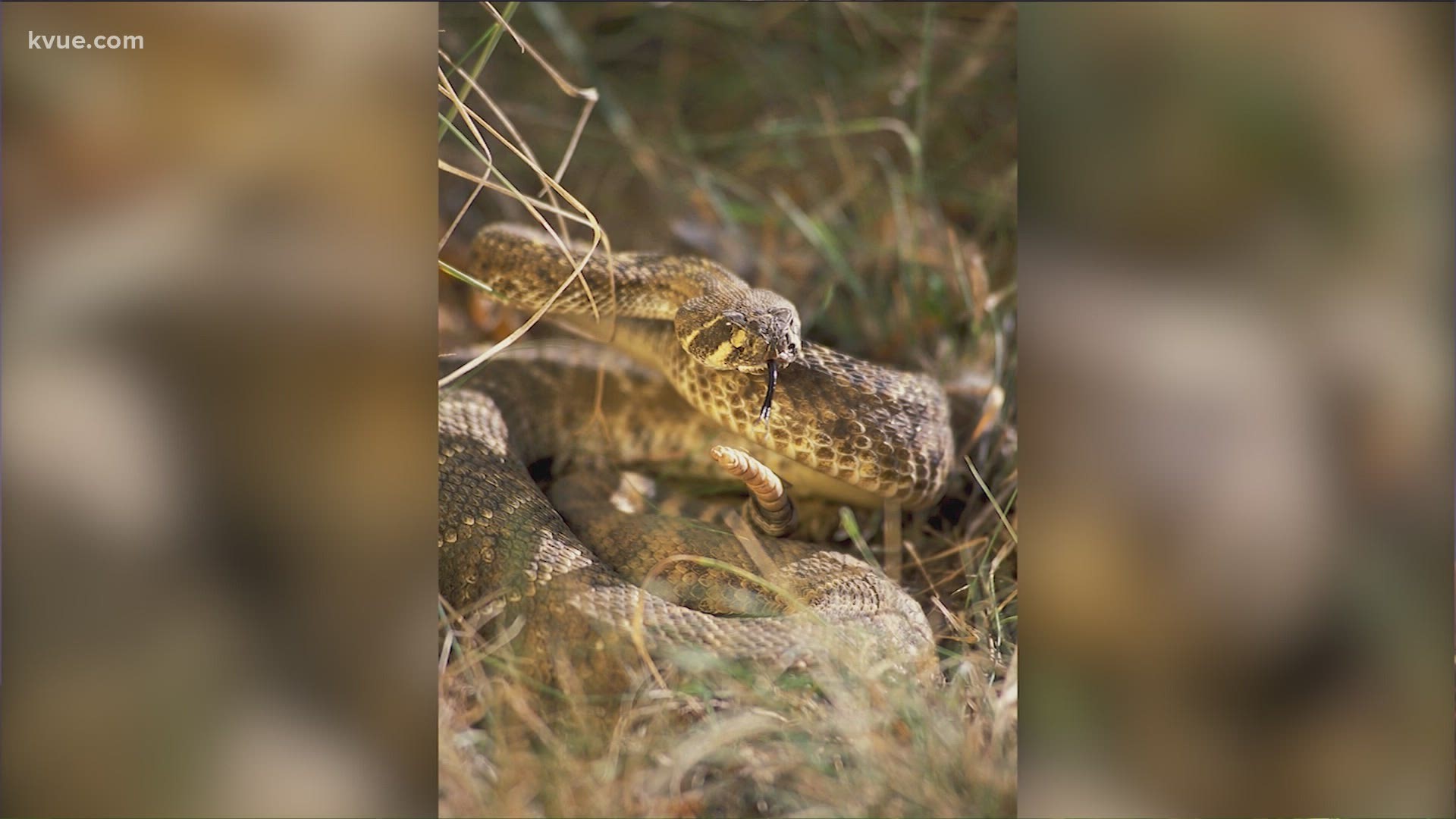 A lot of people may be itching to get outside during this pandemic. But if you do venture out, watch out for snakes!