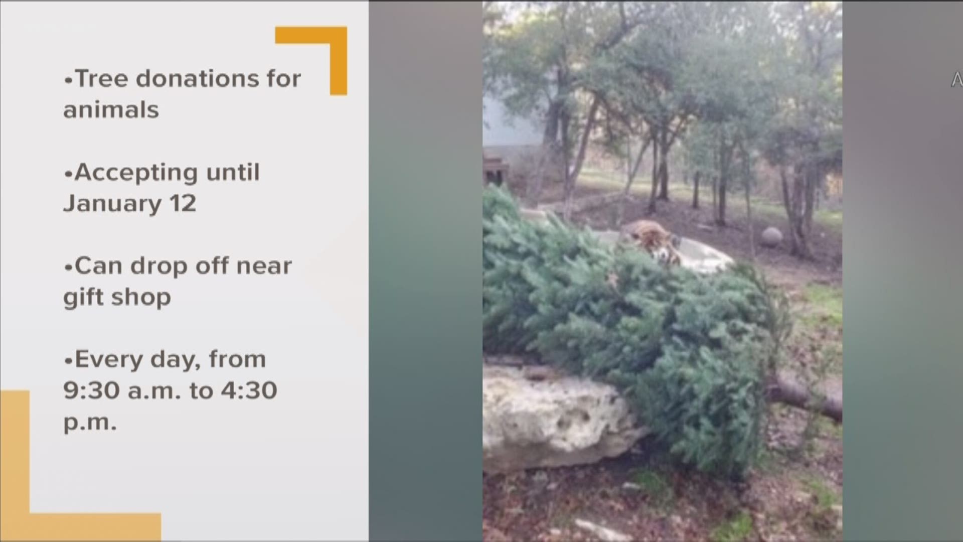 The zoo said it will accept real tree donations for its animals to play with.