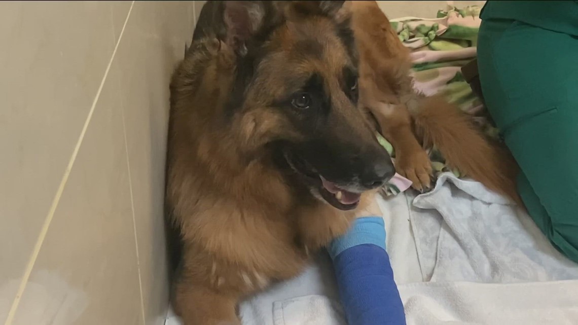 Two dogs in need of help after suffering gunshot wounds