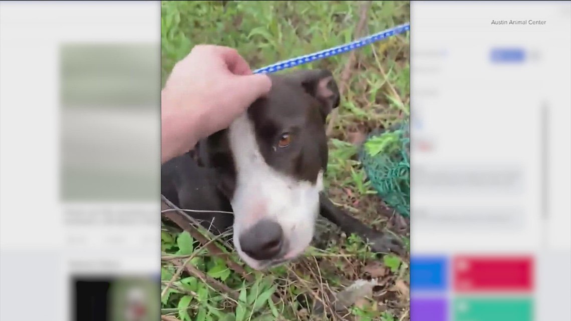 Muddy dog rescued from storm drain, returned home