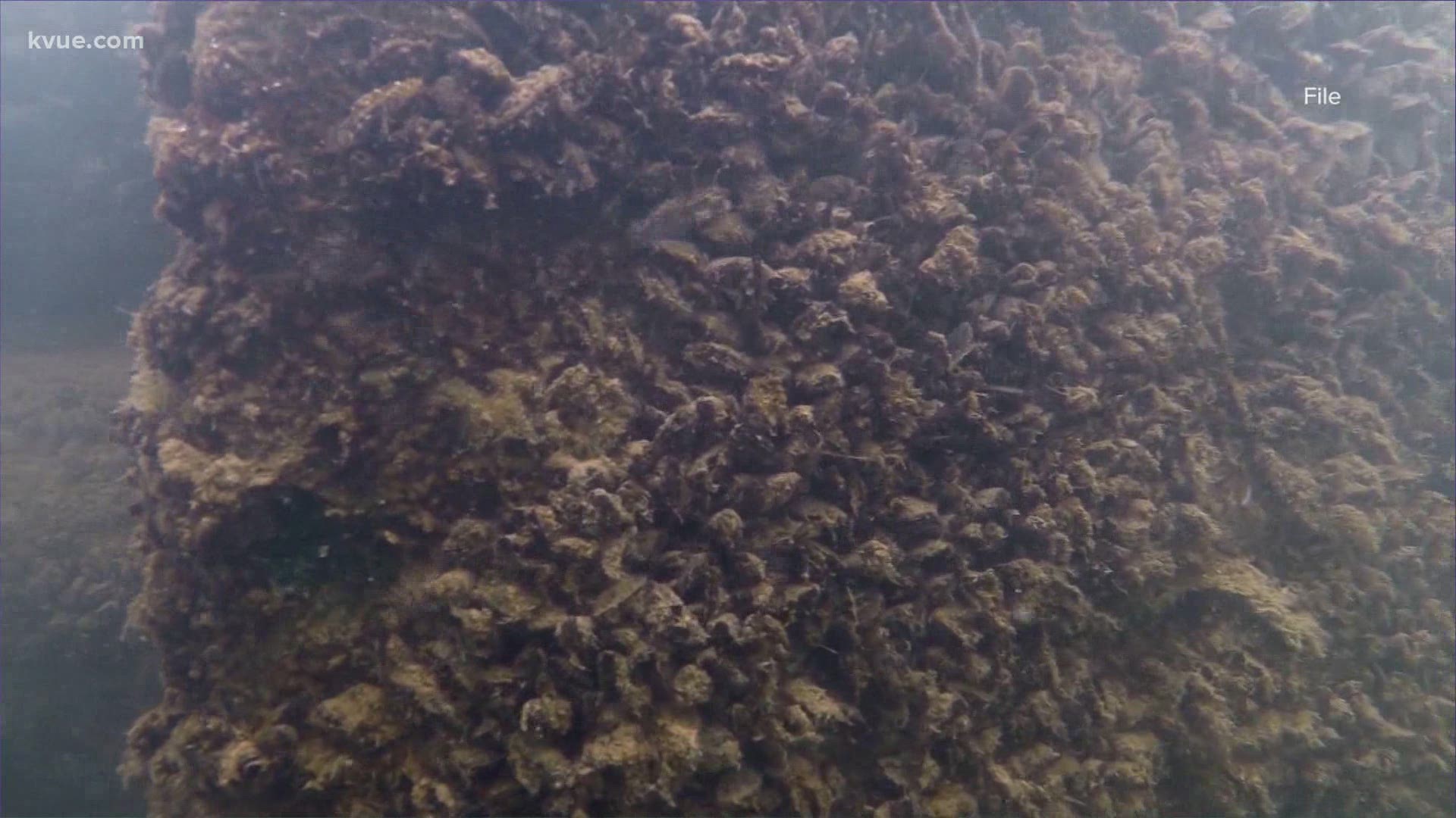 Texas Parks and Wildlife on Thursday officially announced that zebra mussels have invaded Lake Buchanan.