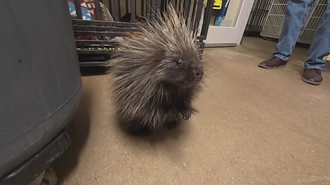 Inside Austin Wildlife Rescue's busy season of healing