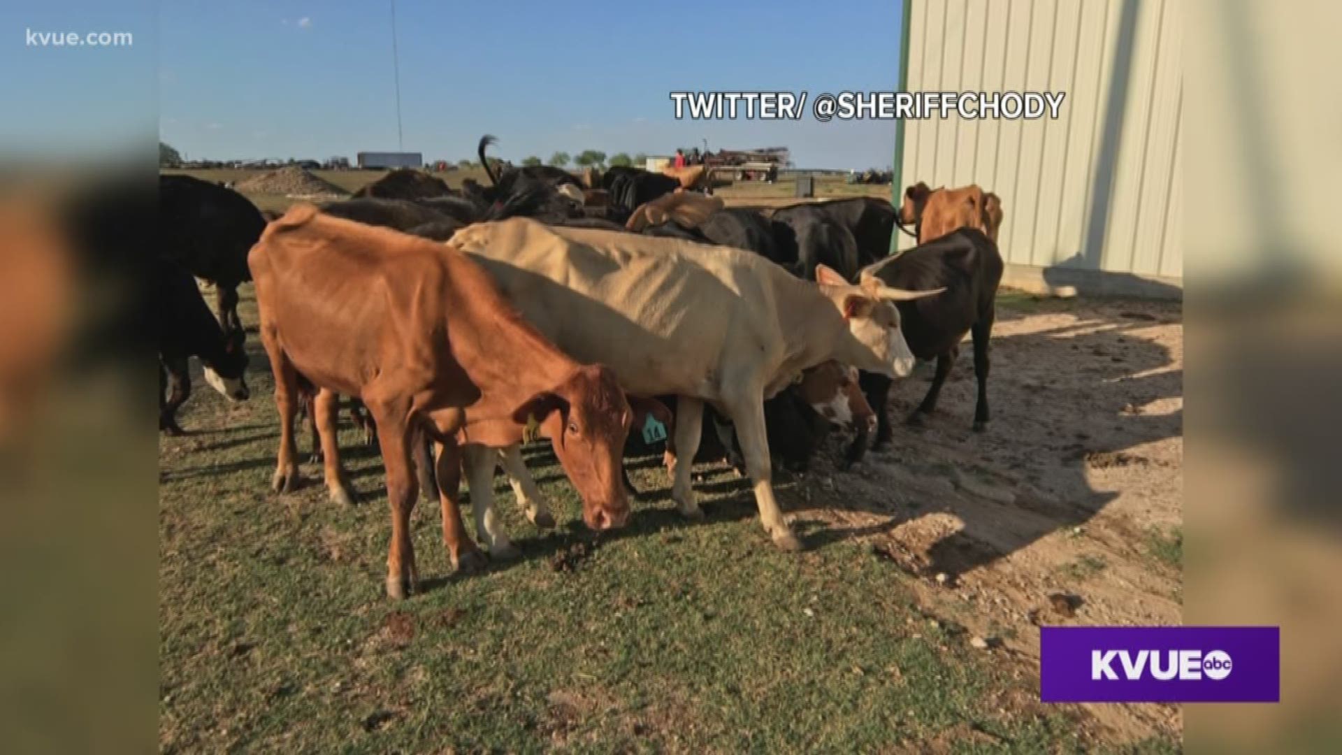 The Williamson County Sheriff said watching out for livestock herds is a job that often get unnoticed.