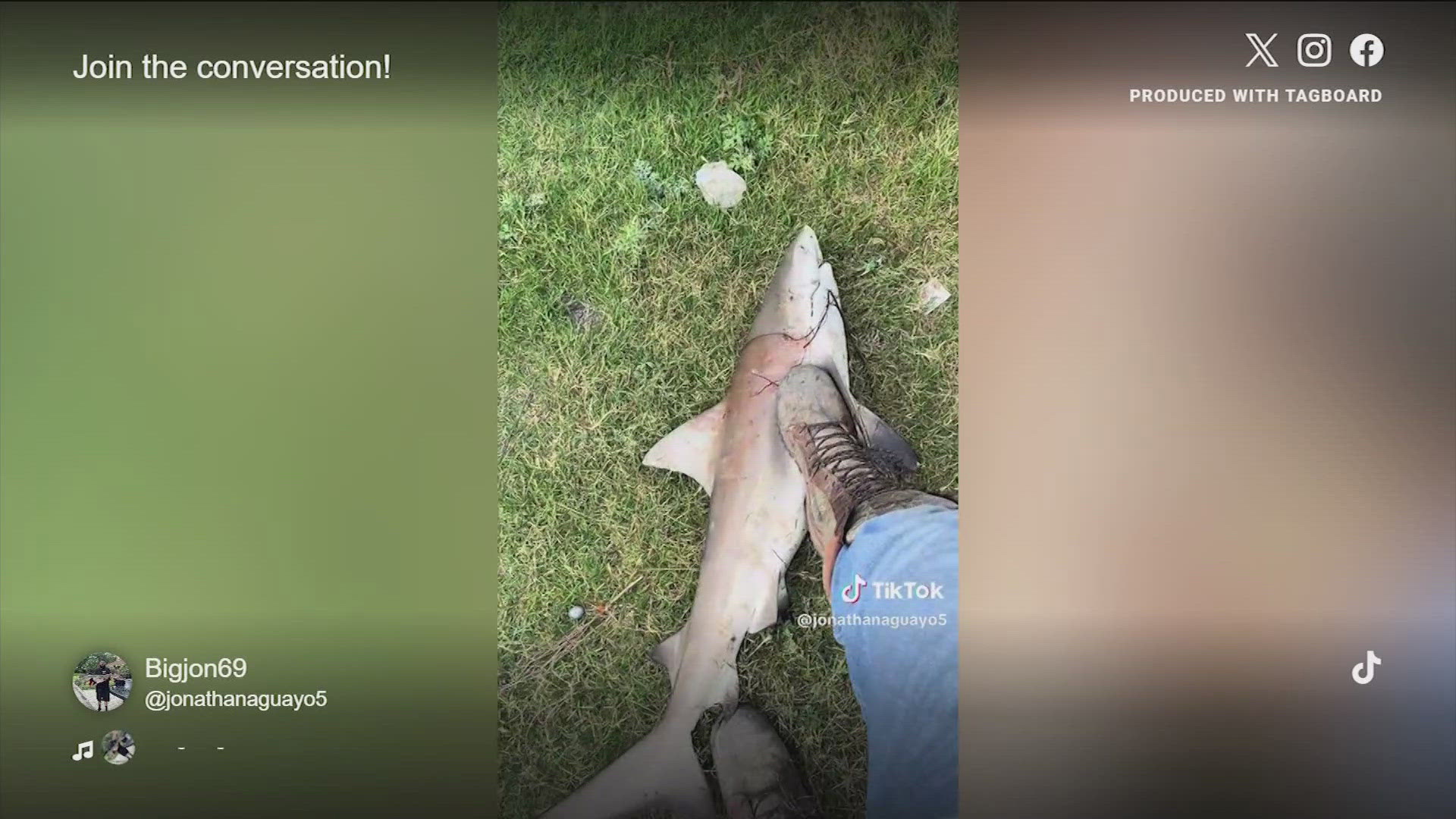 A recent TikTok video showed a man allegedly catching a shark in a Central Texas river.