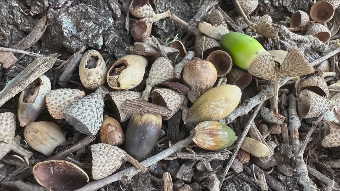 Why are so many acorns falling this year in Texas?