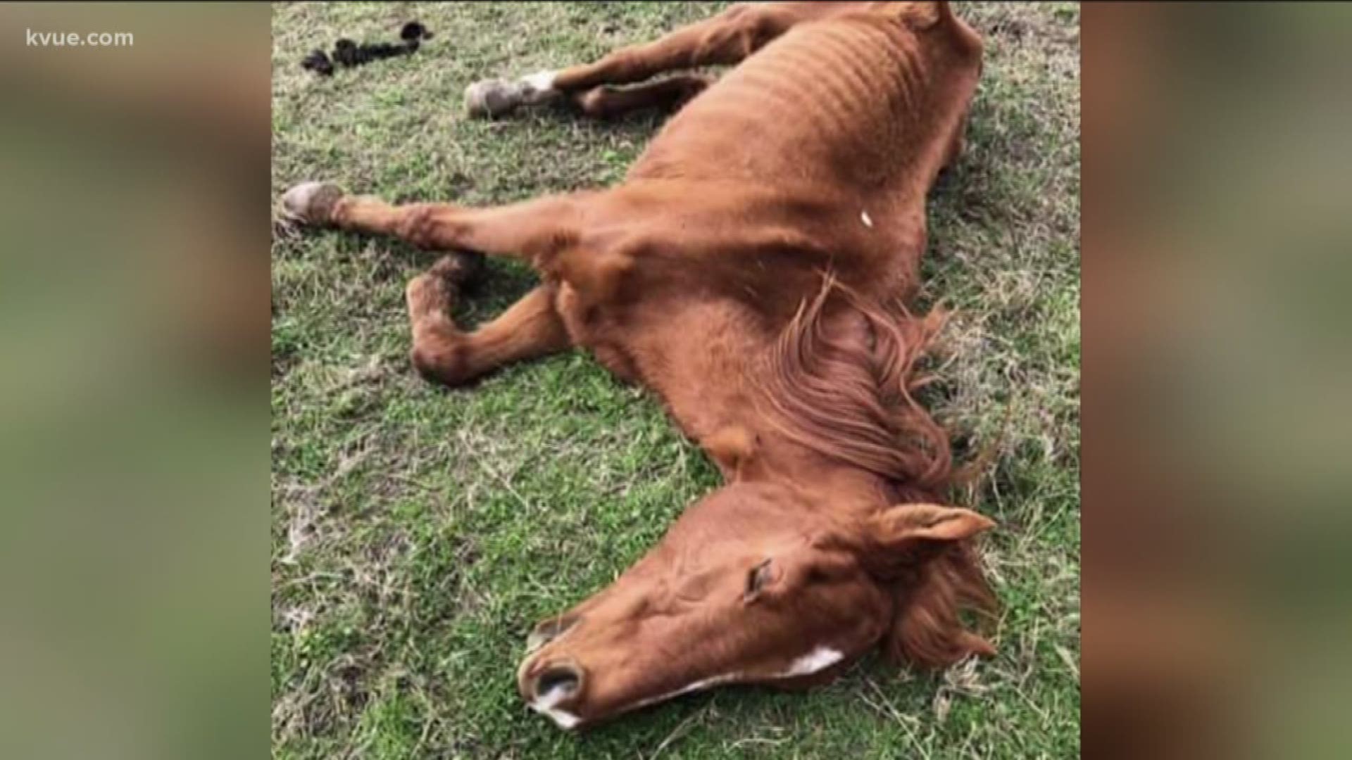 An Austin woman tipped off the Travis County Sheriff's Office after finding a malnourished horse and dead cattle off East Highway 71.