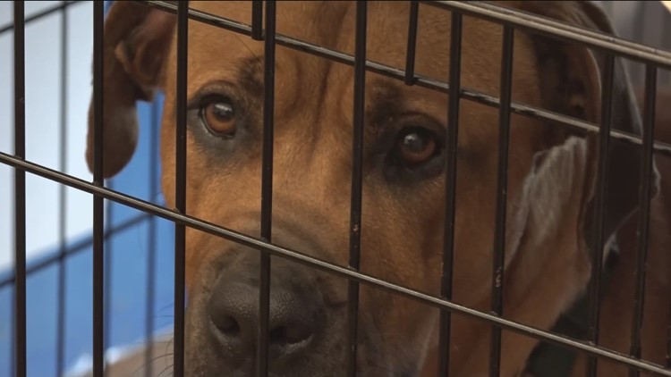 Austin Animal Center needs more adoptions of medium, large dogs
