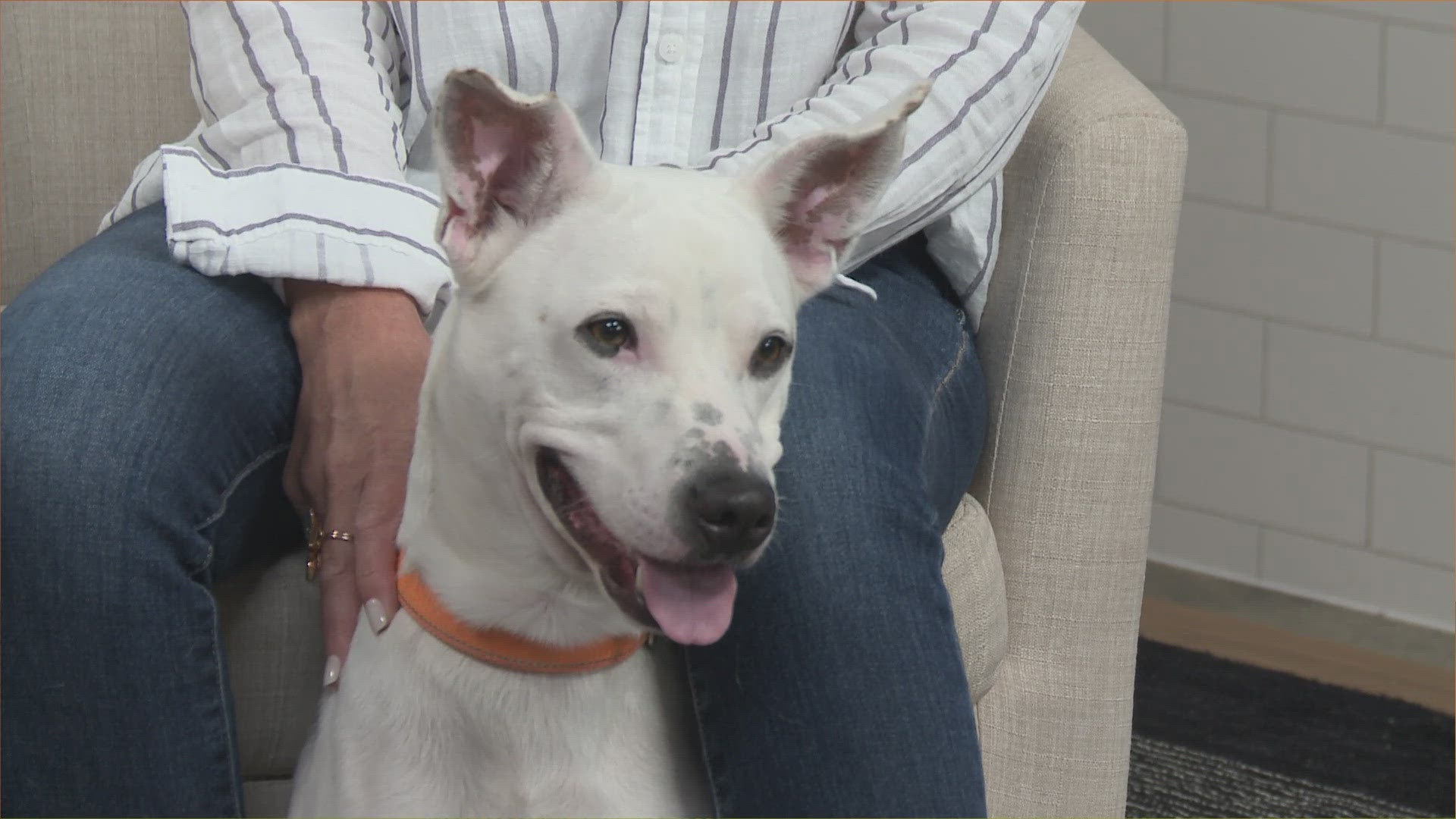 Topper is a 2.5-year-old mixed breed who is wonderful around other dogs, well-behaved and potty-trained.