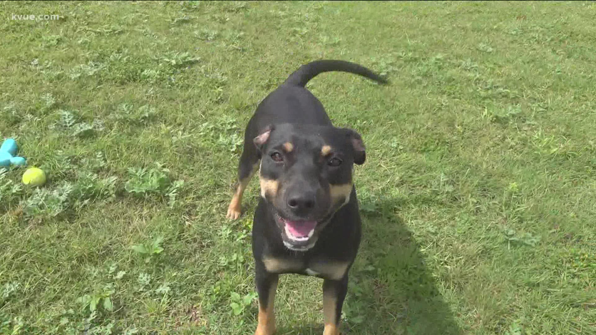 Sierra is a one-year-old pup with a ton of energy. She loves to play fetch and to go for walks.