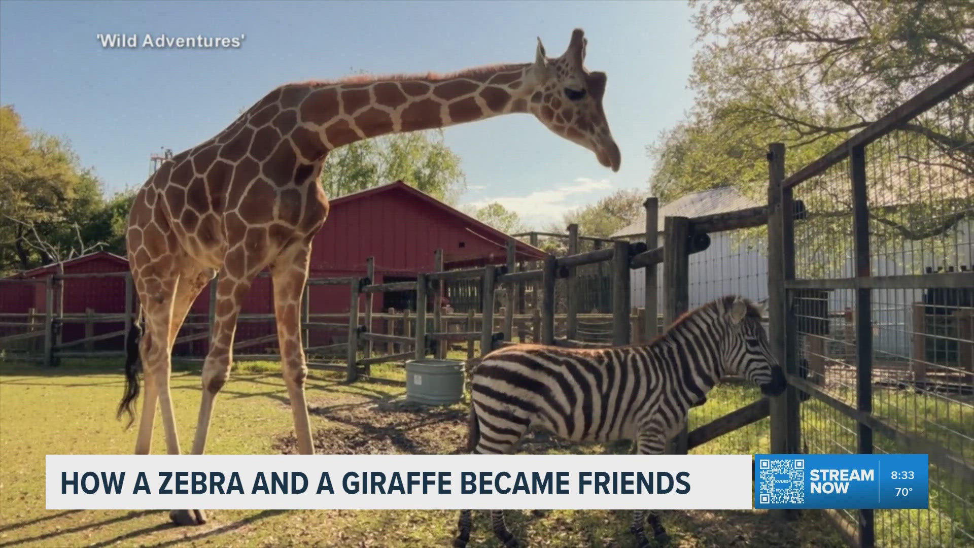Zebra, giraffe become friends at Georgia theme park | kvue.com