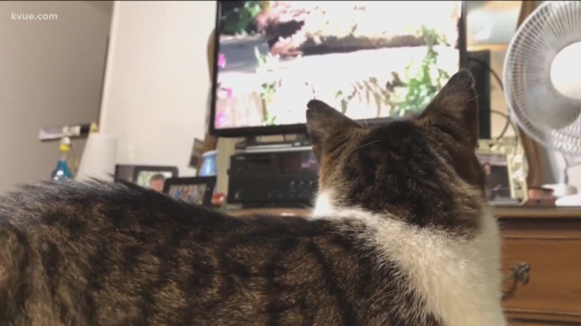 Did you ever think your cat might be as intrigued by TV as you are by "Game of Thrones?"