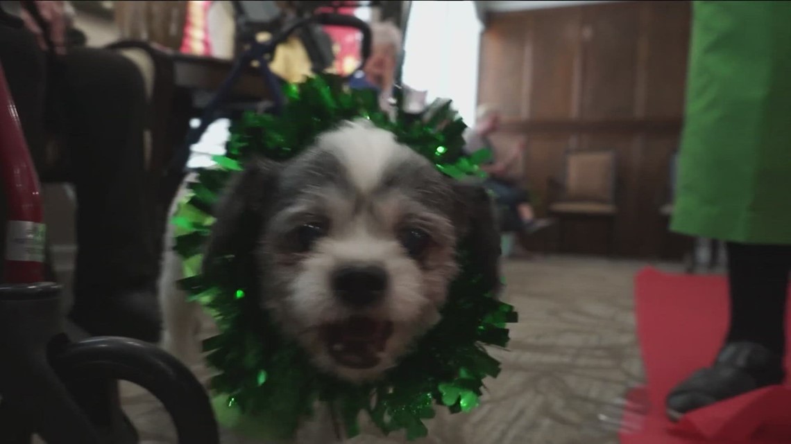 Puppy fashion show to help raise awareness, funds for Austin Humane Society