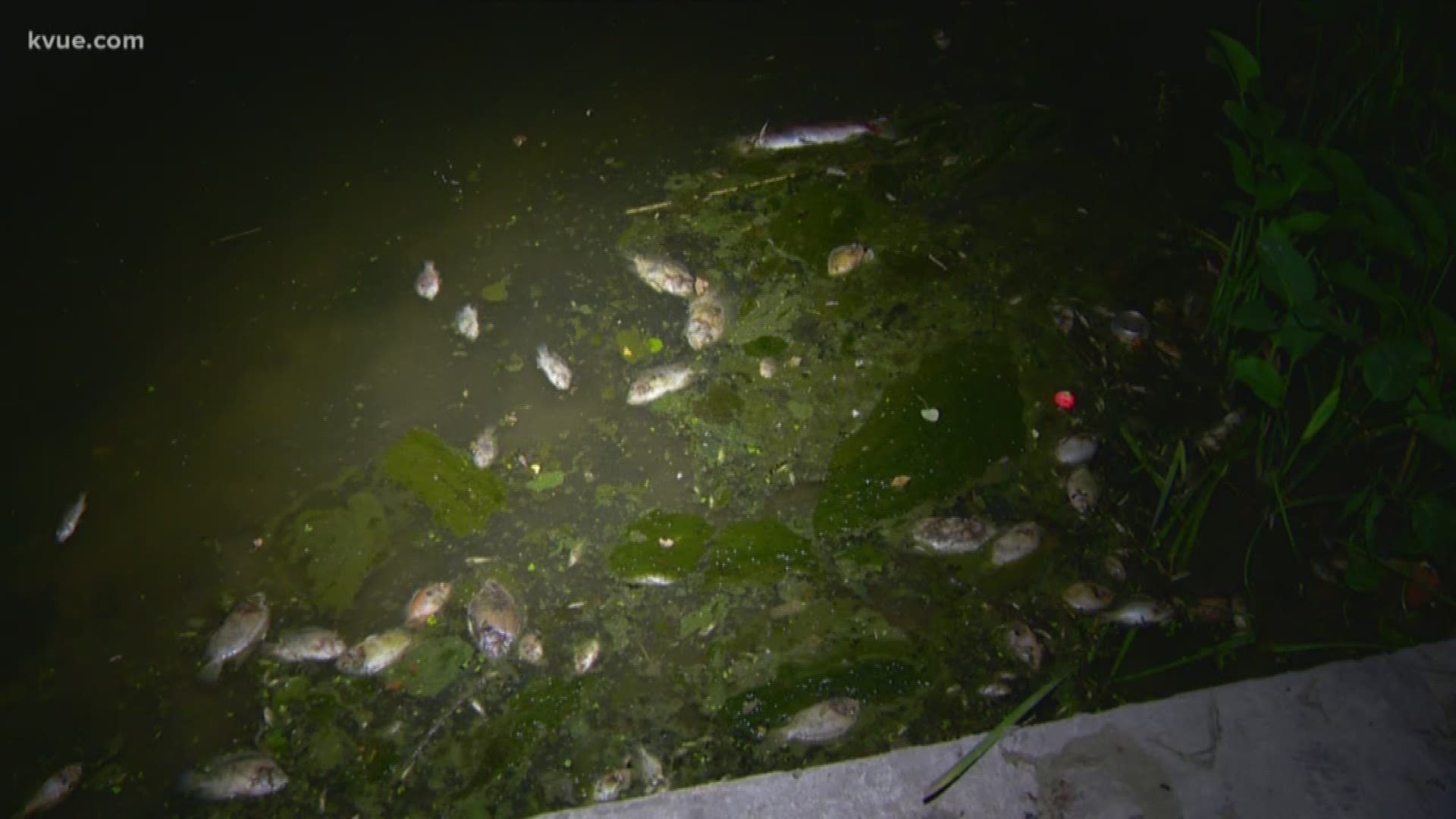 A wastewater spill killed several fish in Pflugerville's Gilleland Park.
