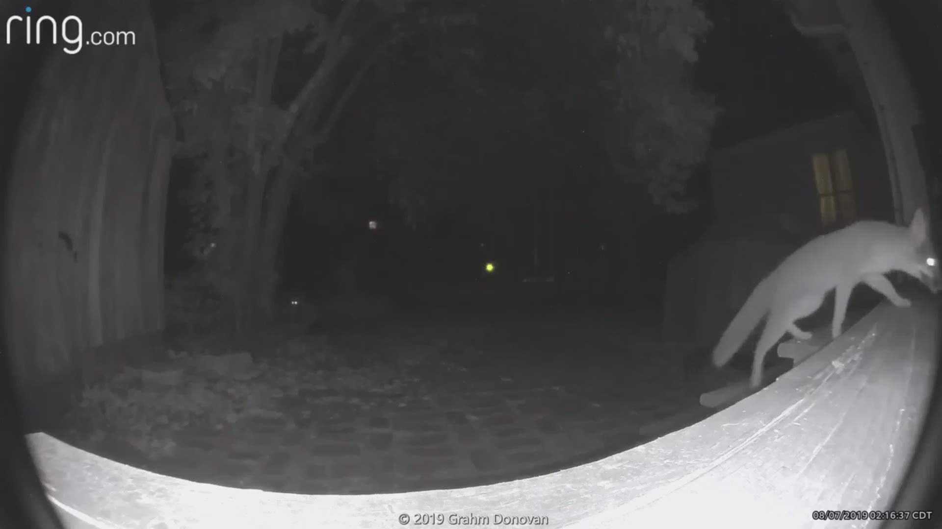 Two foxes got caught stealing a dog's favorite squeaky toys. Video courtesy of Grahm Donovan.