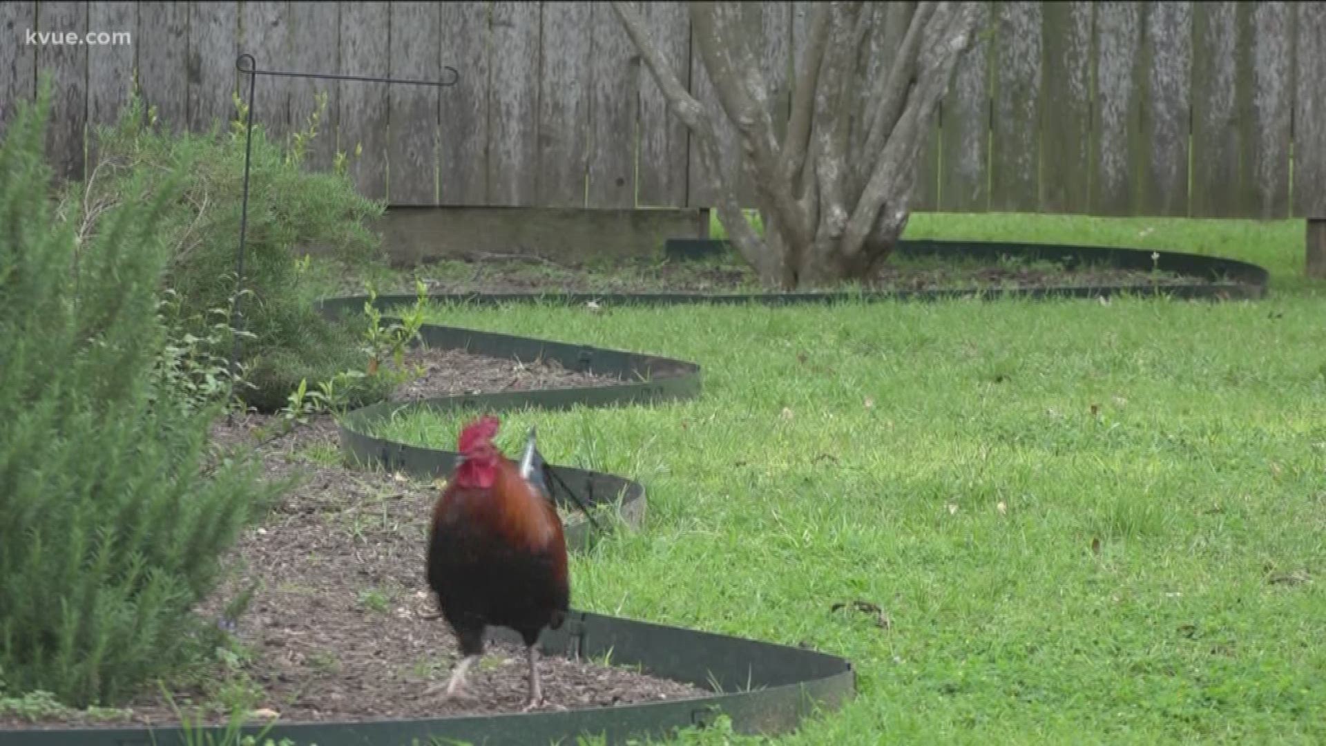 Bastrop is still dealing with a big chicken problem and now the city plans to crack down on people who are making to worse.