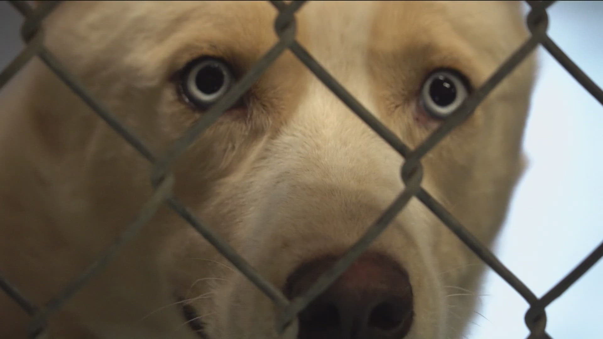 Changes are coming to animal services in Hays County. City leaders in Kyle are preparing.