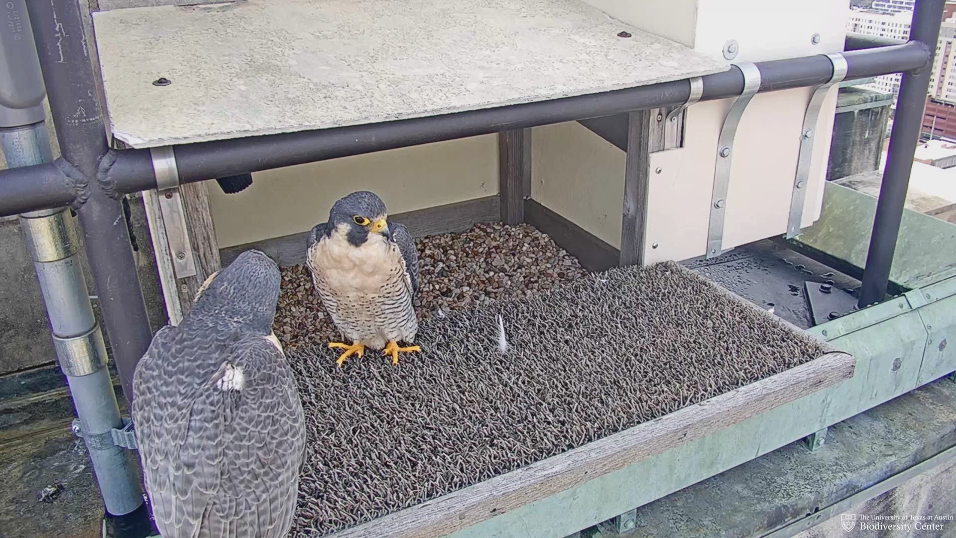 Just in time for Valentine's Day, UT's resident peregrine falcon has been spotted with a potential lover.