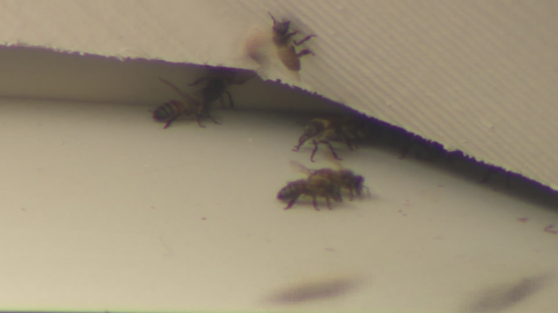 The American Honey Bee Protection Agency is responsible for safely relocating the honey bees.