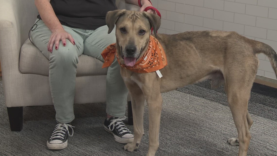 Pet of the Week Meet Cha Cha