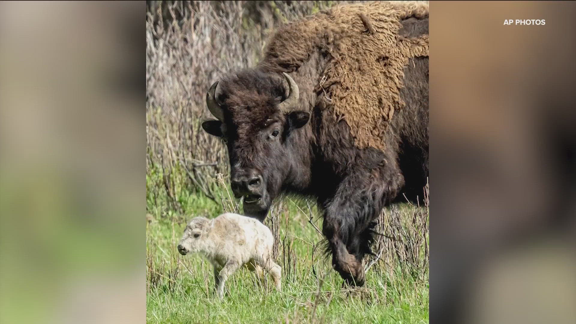 A rare white bison was recently born in Yellowstone National Park.