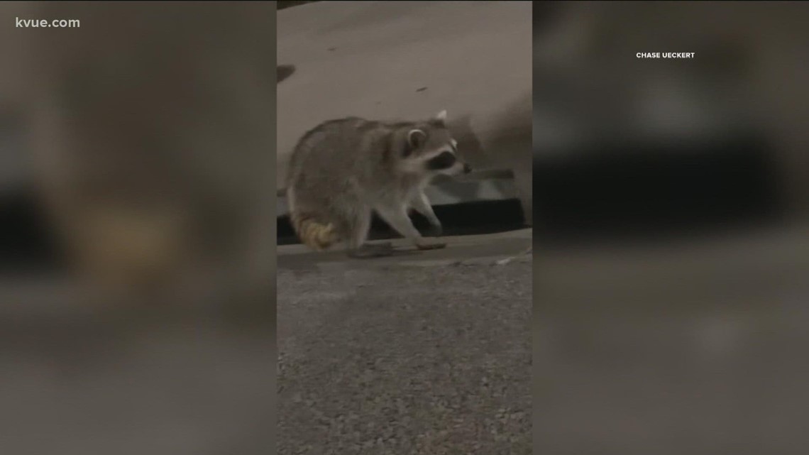 raccoon attacking people