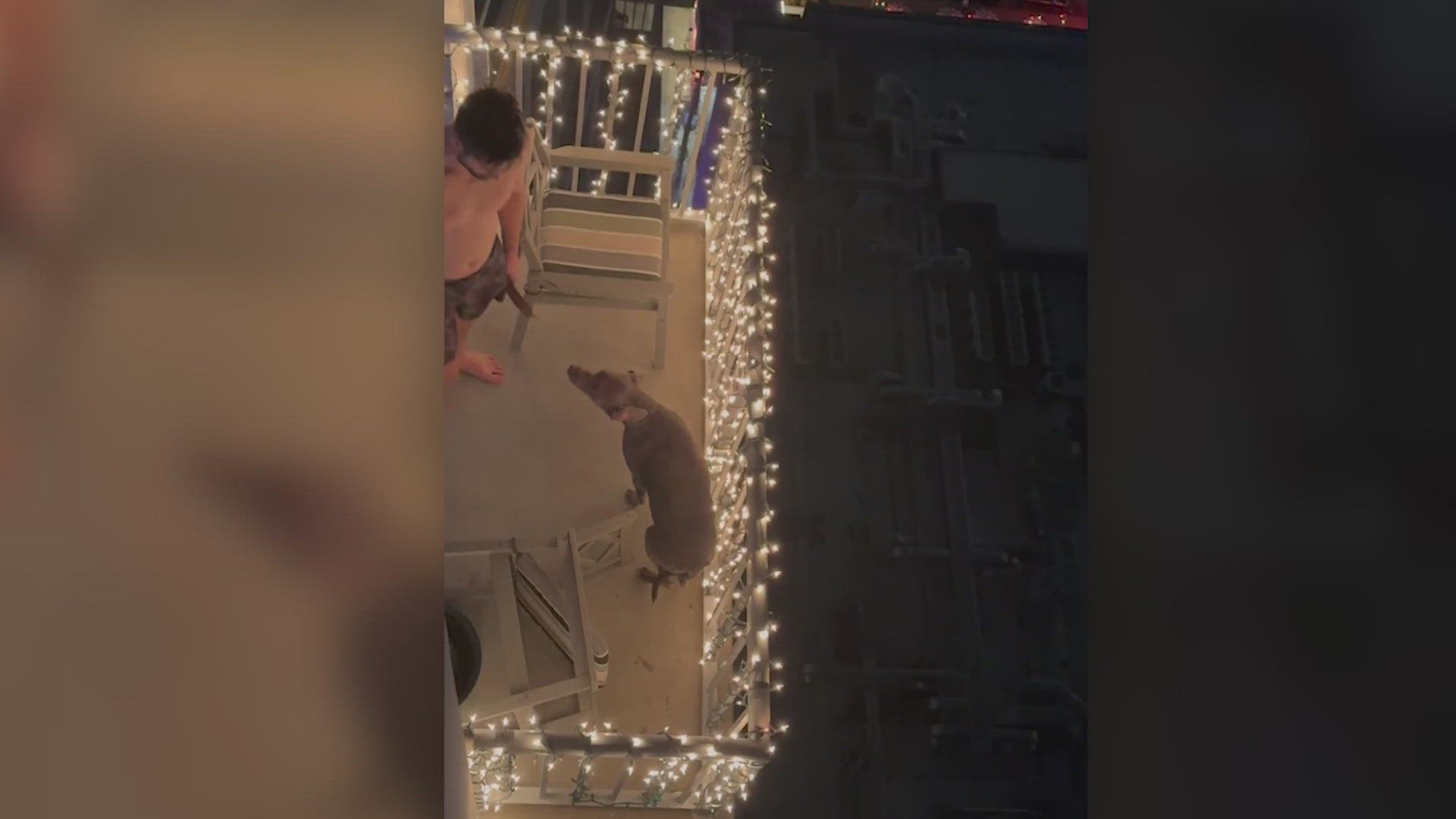 Austin man allegedly hit, restrained dog before arrest: court documents ...