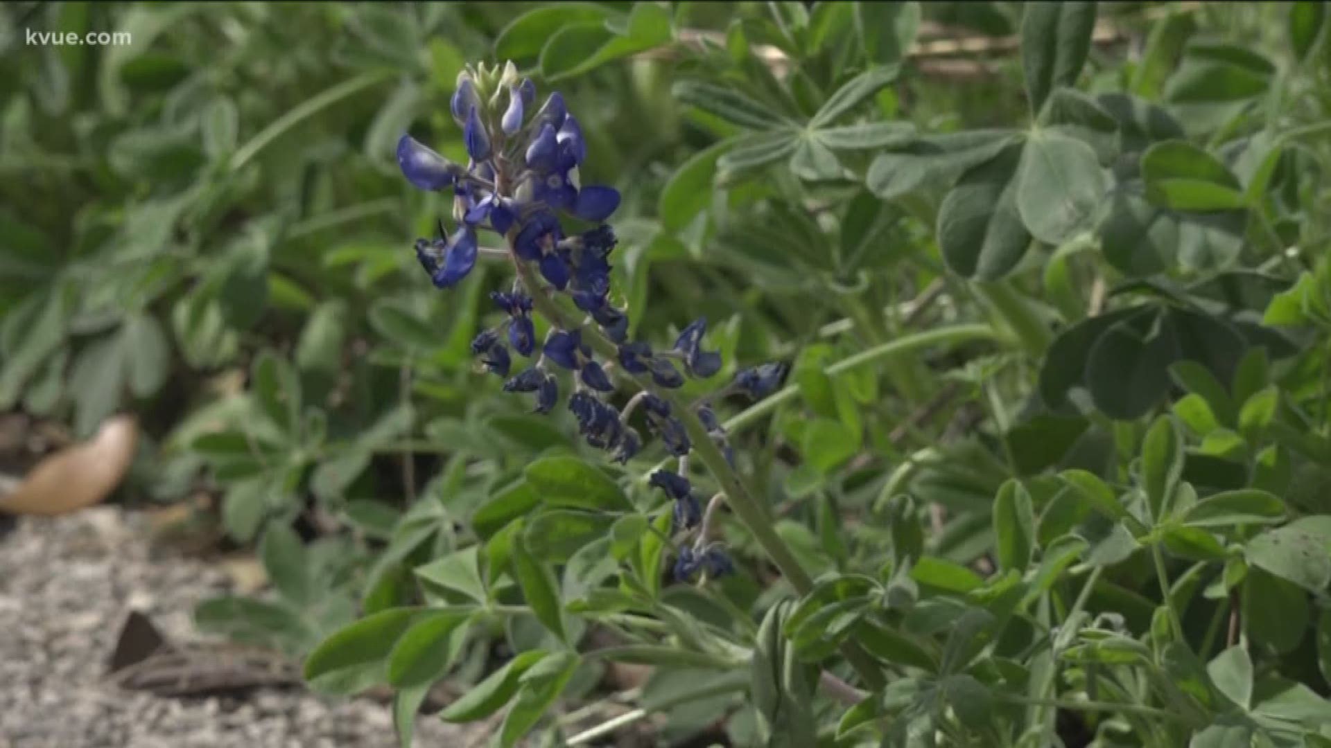 How is this roller coaster weather going to affect Texas's favorite flower? Turns out, you can start looking for bluebonnets now.