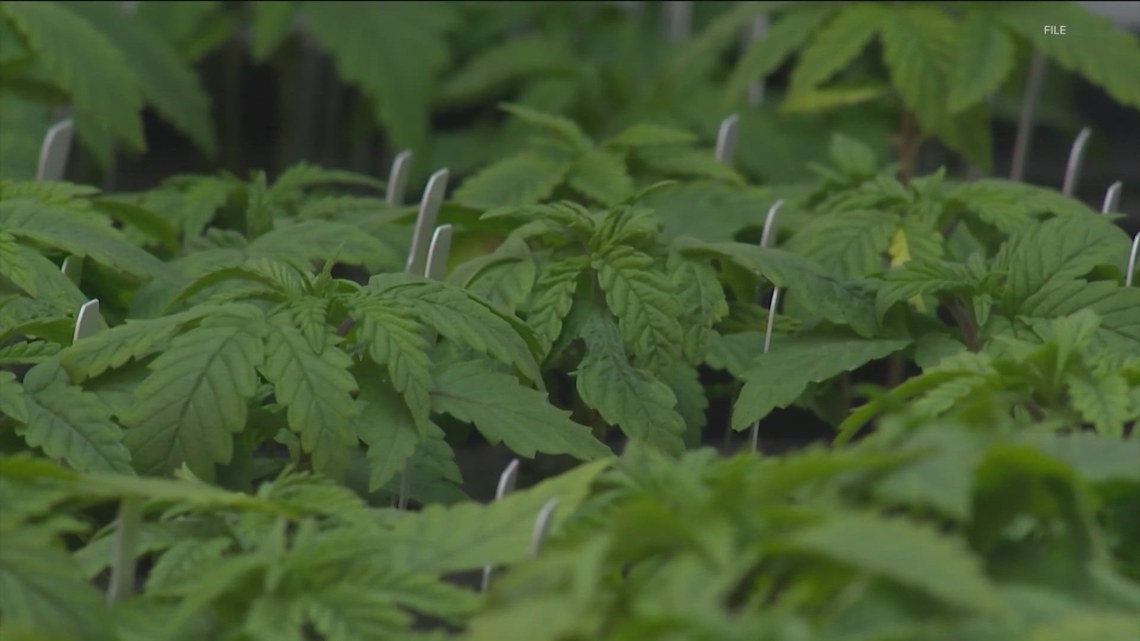 House Bill 46 would expand Texas’ medical marijuana program
