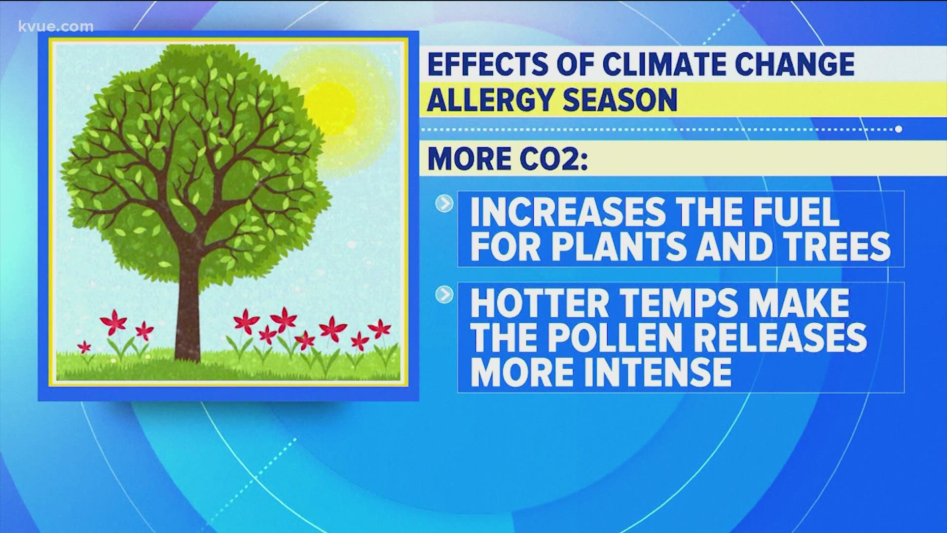 Daily allergy medications are recommended in advance of the pollen season.