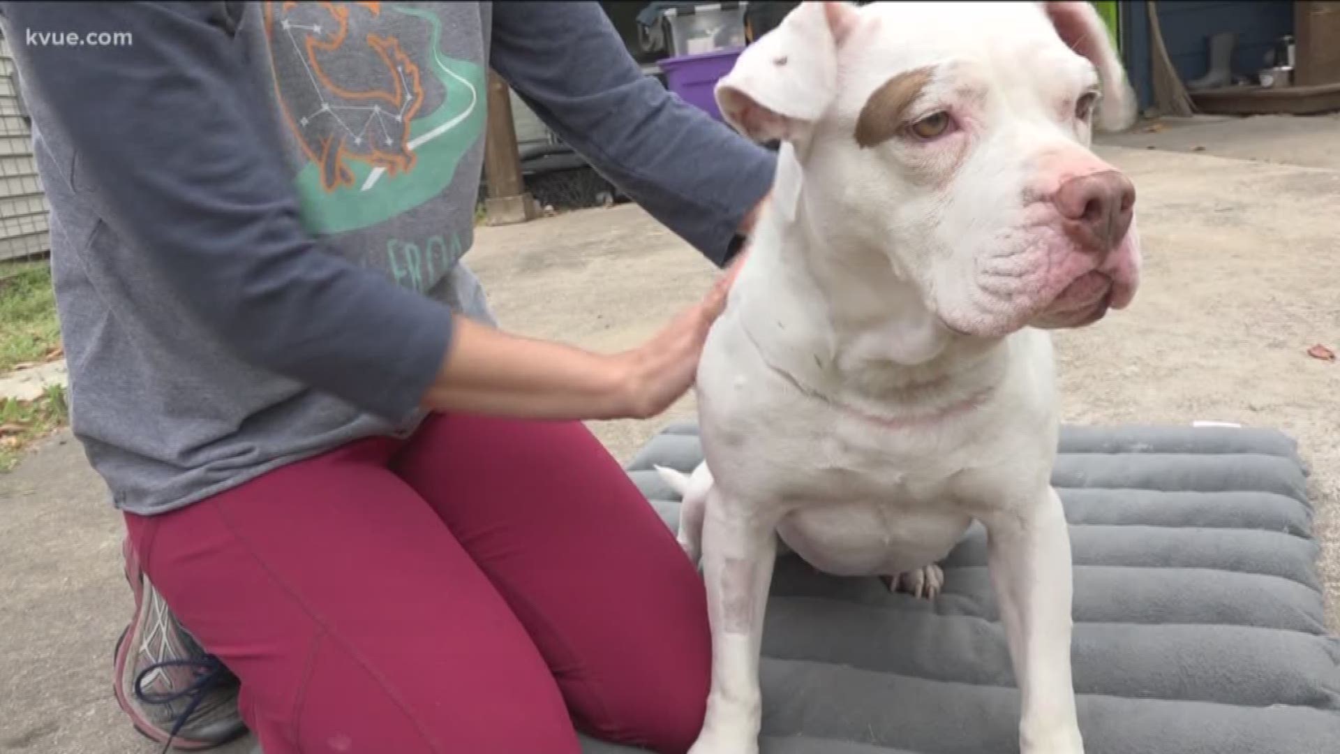An Austin woman is hoping she can find a new home for her canine hero.