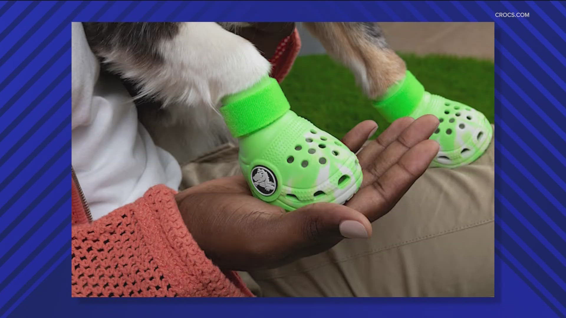 Attention animal lovers! You can now get your "paws" on some Crocs for dogs.