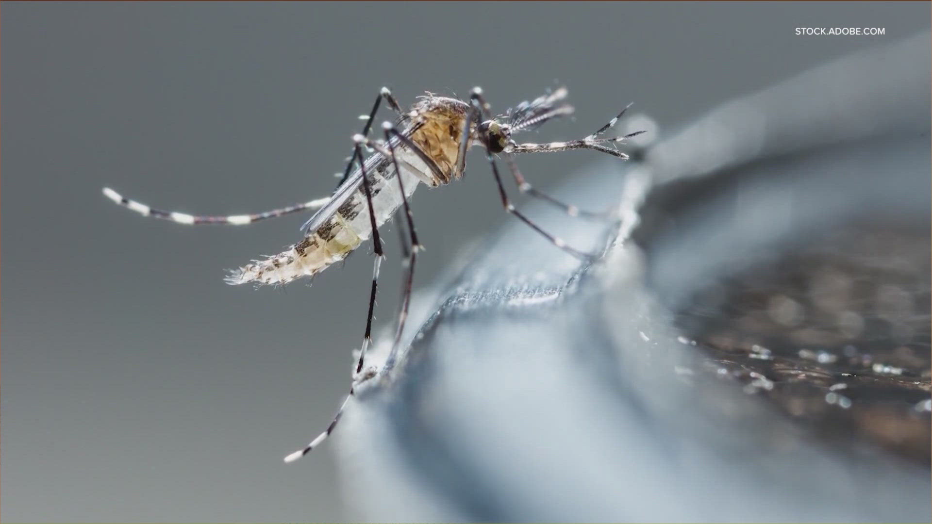 Thirty-four mosquito trap samples in the county have tested positive for West Nile virus this year.