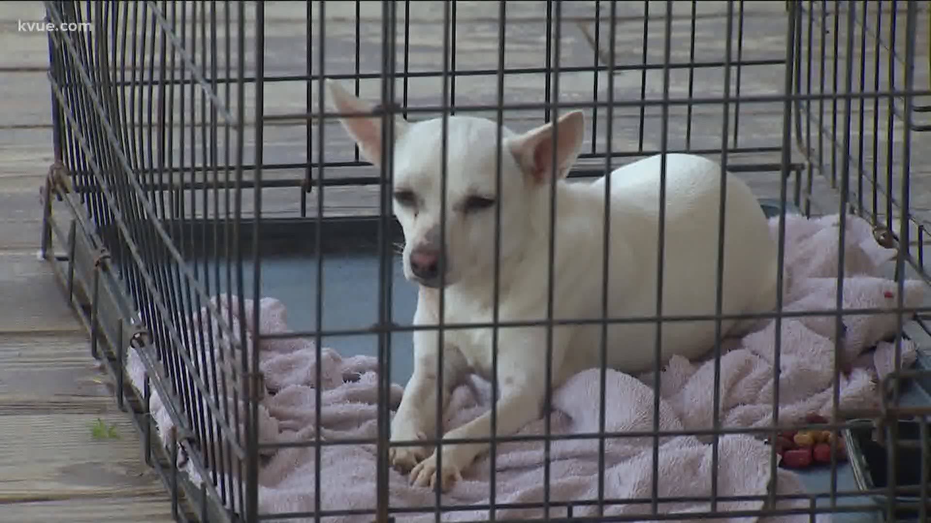 An Austin family wants answers after someone shot their dog.