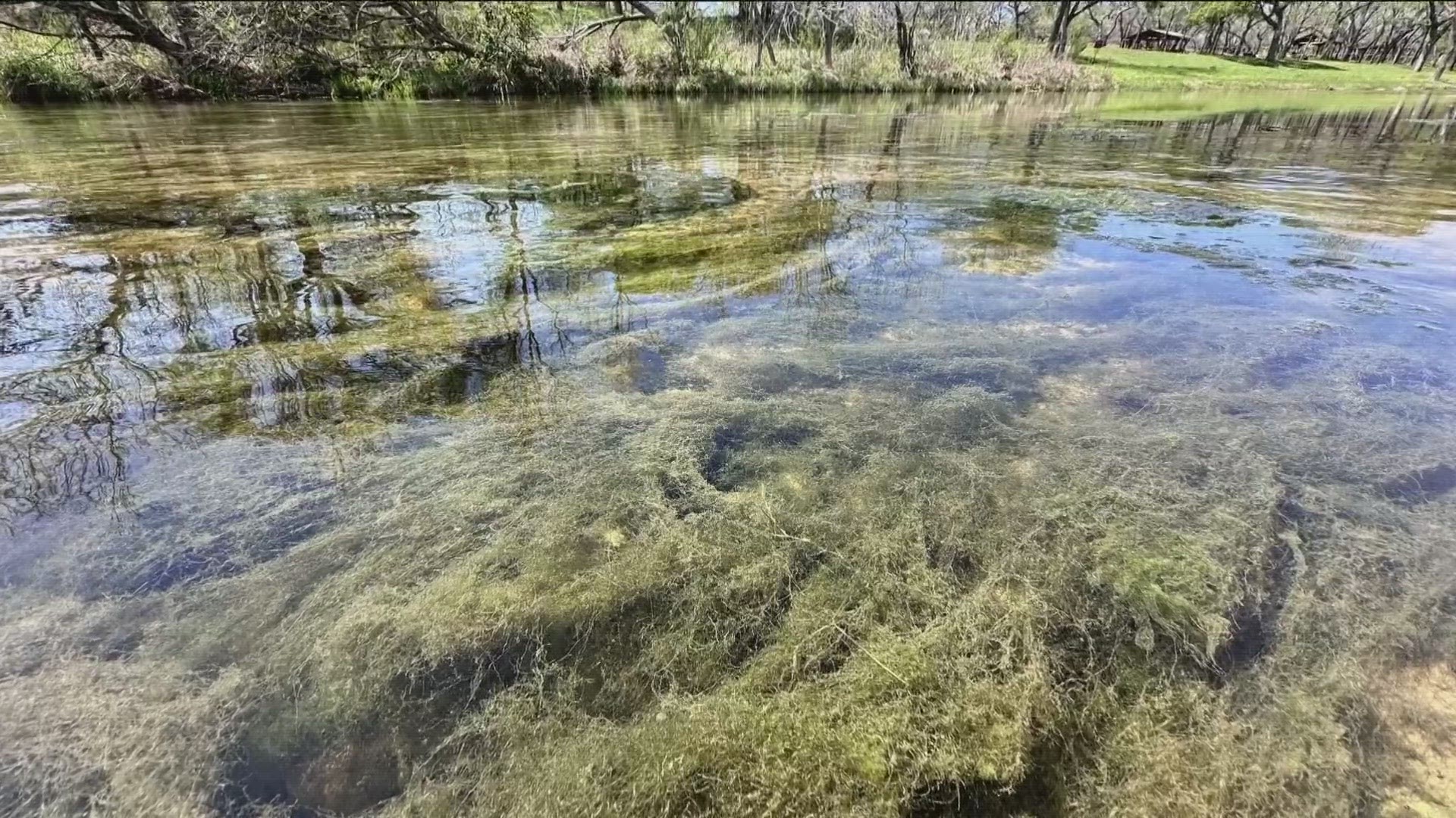 Algae overgrowth is at the center of a years-long dispute between some Williamson County homeowners and the city of Liberty Hill.